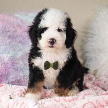 Bernedoodle Puppy Rafael
