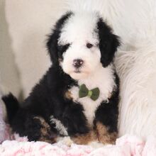 Bernedoodle Puppy Rafael