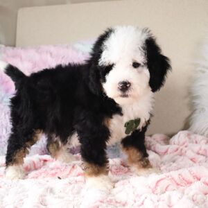 Bernedoodle Puppy Rafael