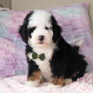 Bernedoodle Puppy Rafael