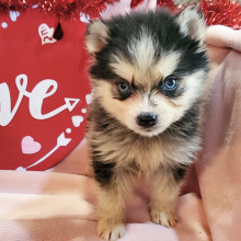 Pomsky Puppy Toby