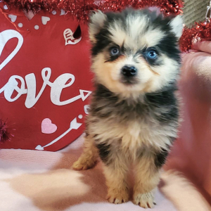 Pomsky Puppy Toby
