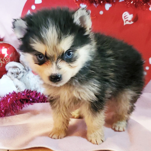 Pomsky Puppy Toby