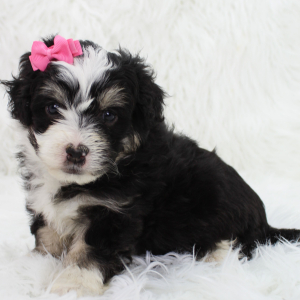 Bernedoodle Puppy Becka