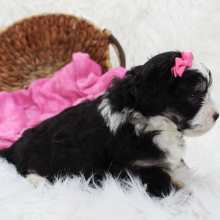 Bernedoodle Puppy Becka