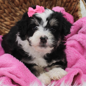Bernedoodle Puppy Becka