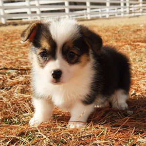 Pembroke Welsh Corgi Puppy Marley