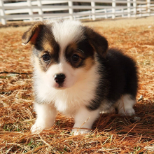 Pembroke Welsh Corgi Puppy Marley