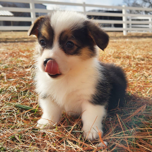 Pembroke Welsh Corgi Puppy Marley