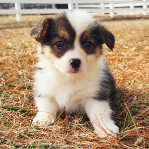 Pembroke Welsh Corgi Puppy Marley