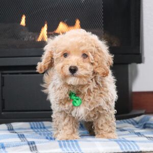 Maltipoo Puppy Duncan