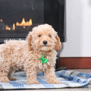 Maltipoo Puppy Duncan