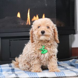 Maltipoo Puppy Duncan