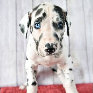 Great Dane Puppy Wells