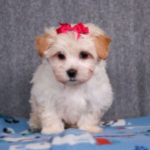Maltipoo Puppy Eden