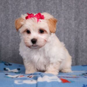 Maltipoo Puppy Eden