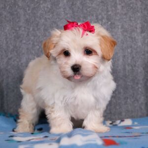 Maltipoo Puppy Eden