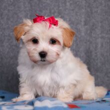 Maltipoo Puppy Eden