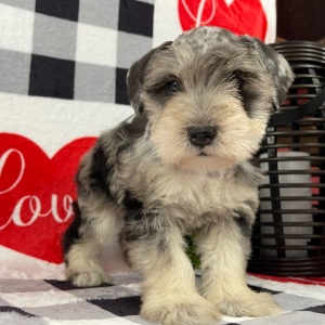 Miniature Schnauzer Puppy Mason