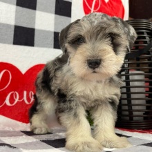 Miniature Schnauzer Puppy Mason