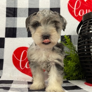 Miniature Schnauzer Puppy Mason