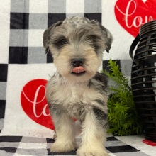 Miniature Schnauzer Puppy Mason
