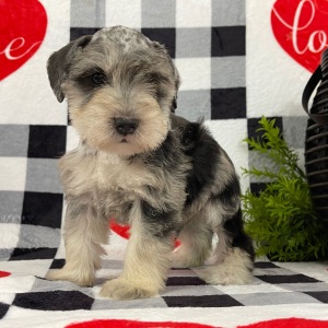 Miniature Schnauzer Puppy Mason