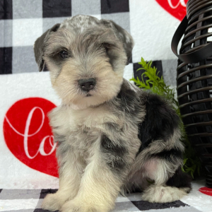 Miniature Schnauzer Puppy Mason