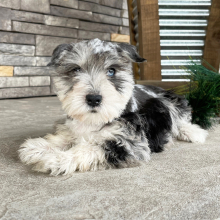 Miniature Schnauzer Puppy Mason