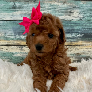 Poodle Puppy Kara