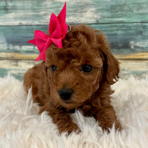Poodle Puppy Kara