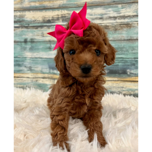 Poodle Puppy Kara