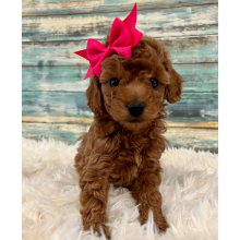 Poodle Puppy Kara