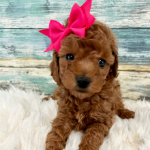 Poodle Puppy Kara