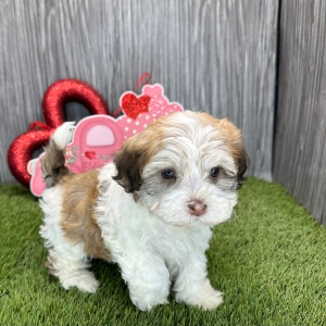 Havanese Puppy Malachi