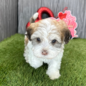 Havanese Puppy Malachi