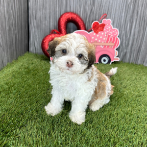Havanese Puppy Malachi