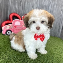 Havanese Puppy Malachi