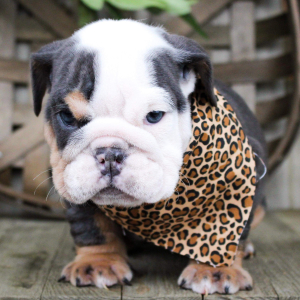 Bulldog Puppy Cookie