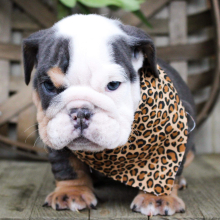 Bulldog Puppy Cookie