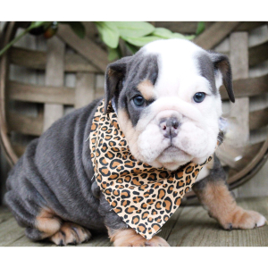 Bulldog Puppy Cookie