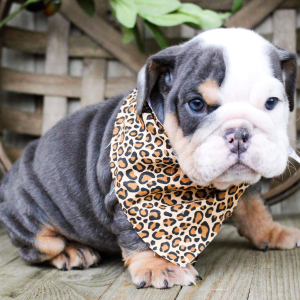 Bulldog Puppy Cookie