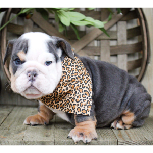 Bulldog Puppy Cookie