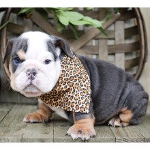Bulldog Puppy Cookie