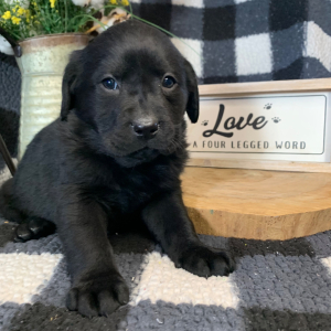 Labrador Retriever Puppy Birdie