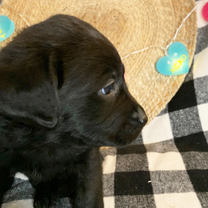Labrador Retriever Puppy Birdie