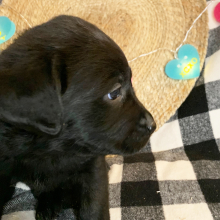 Labrador Retriever Puppy Birdie