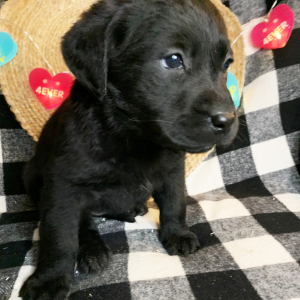 Labrador Retriever Puppy Birdie