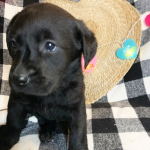 Labrador Retriever Puppy Birdie