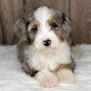 Bernedoodle Puppy Grace